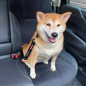 Subaru Easy Dog Click (Черный) FHST22005900 - thumbnail 7